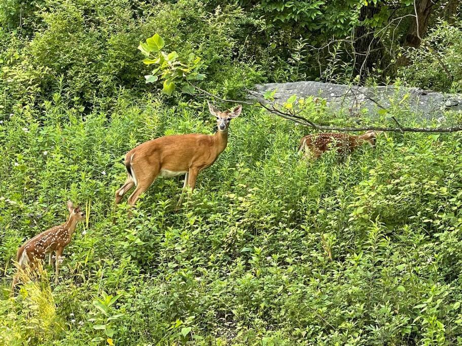 イースト・ストラウズバーグ Pocono Shawnee Mountain Townhouseヴィラ エクステリア 写真